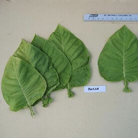 Bursa, Tobacco Seed